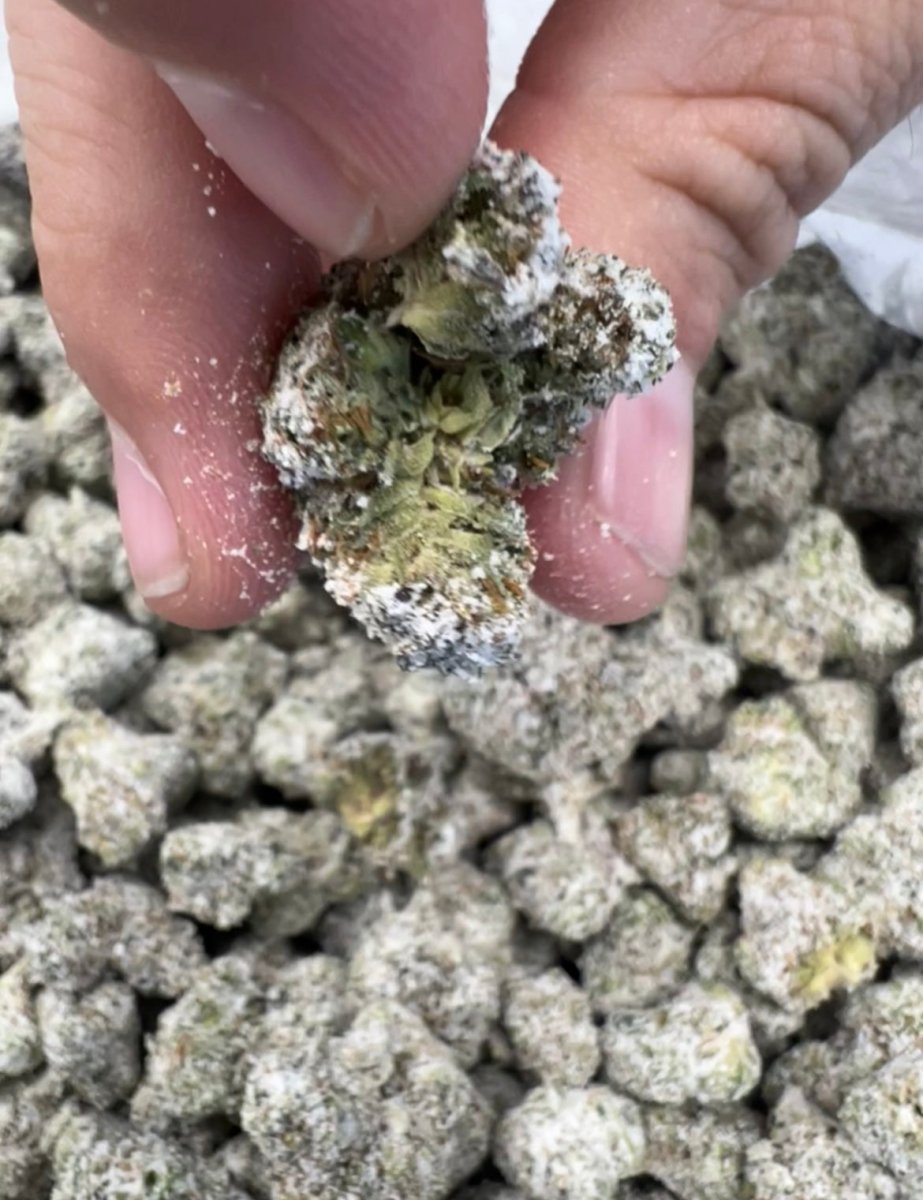 THCA FLOWER - SNOWCAPS - 3.5G